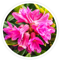 Swiss Alpine Rose Stem Cells