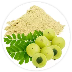 Amla Fruit Amla Fruit