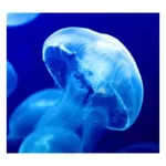 Apoaequorin Review – Is it Worth to Buy?