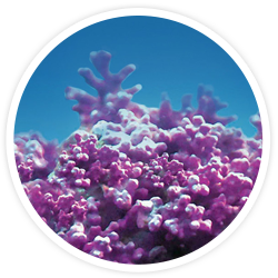 Aquamin Marine Algae Aquamin Marine Algae