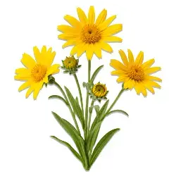 Arnica Montana