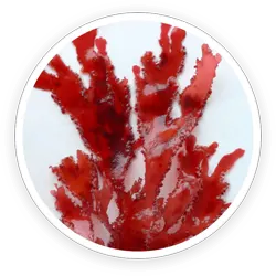Astaxanthin Astaxanthin