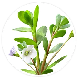 Bacopa Extract Bacopa Extract