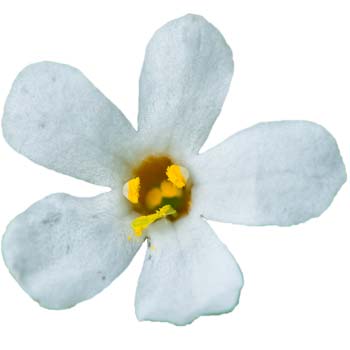 Bacopa Monnieri Bacopa Monnieri