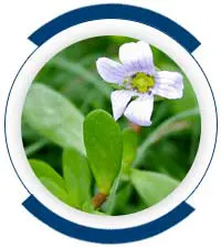 Bacopa Monnieri
