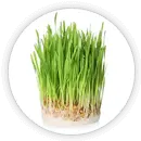 Barley Grass