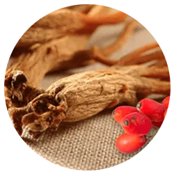 Ginseng rouge coréen