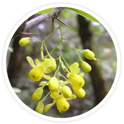 Berberis Aristata