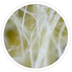 Material de biocelulosa Material de biocelulosa