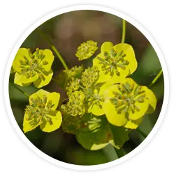 Bupleurum Root Extract