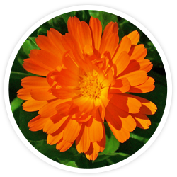 Calendula