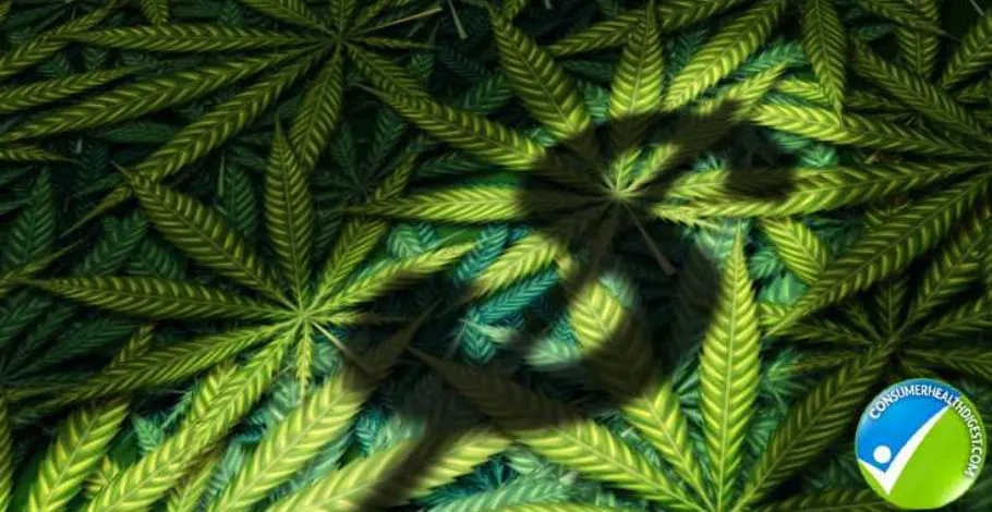 Cannabis Business
