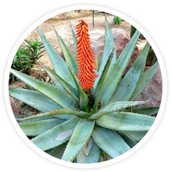 Cape Aloe Cape Aloe
