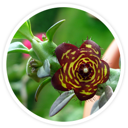 Caralluma Fimbriata Caralluma Fimbriata