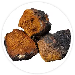 Chaga Mushroom Chaga Mushroom