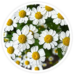 Chamomile Extract Chamomile Extract