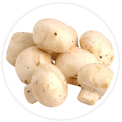 Champignon Mushroom Extract Champignon Mushroom Extract