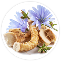Chicory Chicory