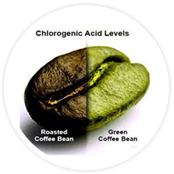 Chlorogenic Acid Chlorogenic Acid