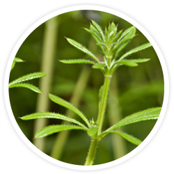 Cleavers Cleavers