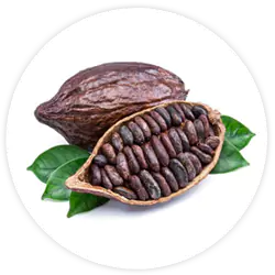 Cocoa Extract Cocoa Extract