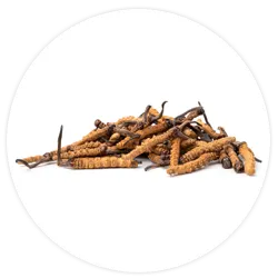 Cordyceps