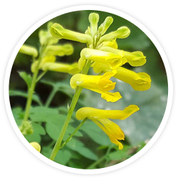 Corydalis Lutea Corydalis Lutea