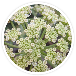 Crithmum Maritimum
