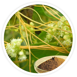 Cuscuta Chinensis seed extract Cuscuta Chinensis seed extract