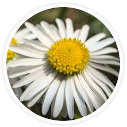 Daisy Flower Extract