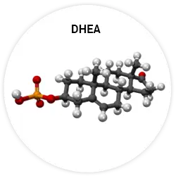Déhydroépiandrostérone Déhydroépiandrostérone