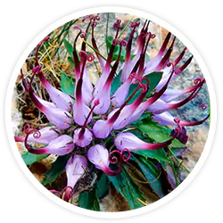 Devil's Claw