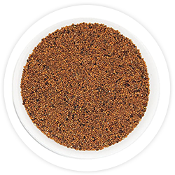 Dodder Seed