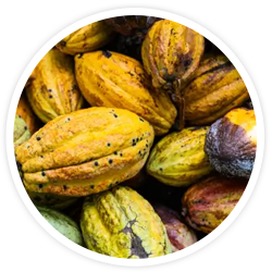 Dyglomera® Dyglomera®