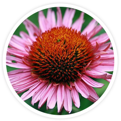 Echinacea Purpurea Extract Echinacea Purpurea Extract
