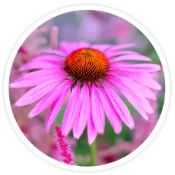 Echinacea Root Extract Echinacea Root Extract