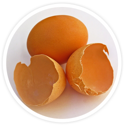 Eggshell Membrane Eggshell Membrane