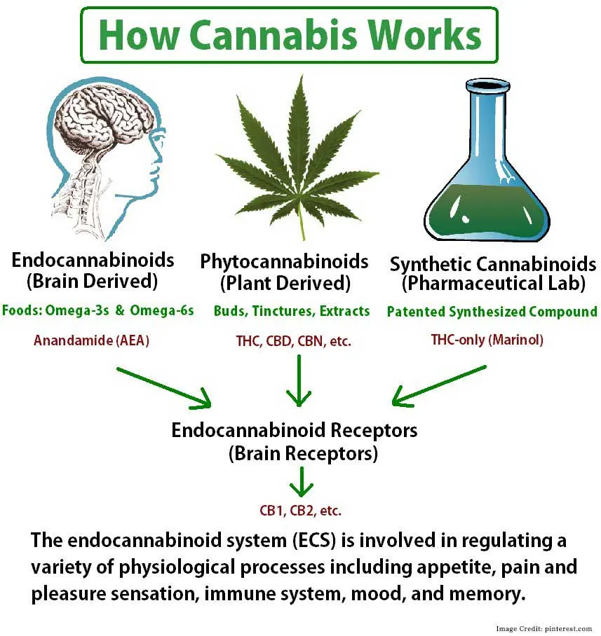 Endocannabinoid System Work