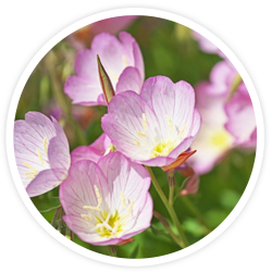 Evening Primrose Evening Primrose