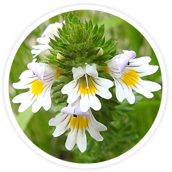 Eyebright Extract Eyebright Extract