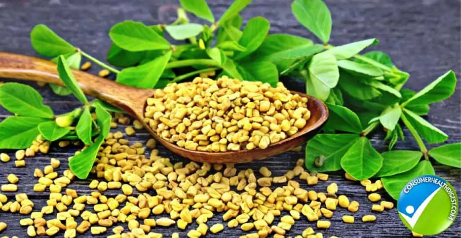 Fenugreek