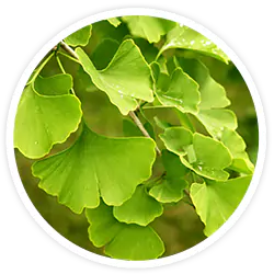 Ginkgo Biloba Ginkgo Biloba