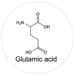 L-Glutamic Acid (Glutamate) L-Glutamic Acid (Glutamate)