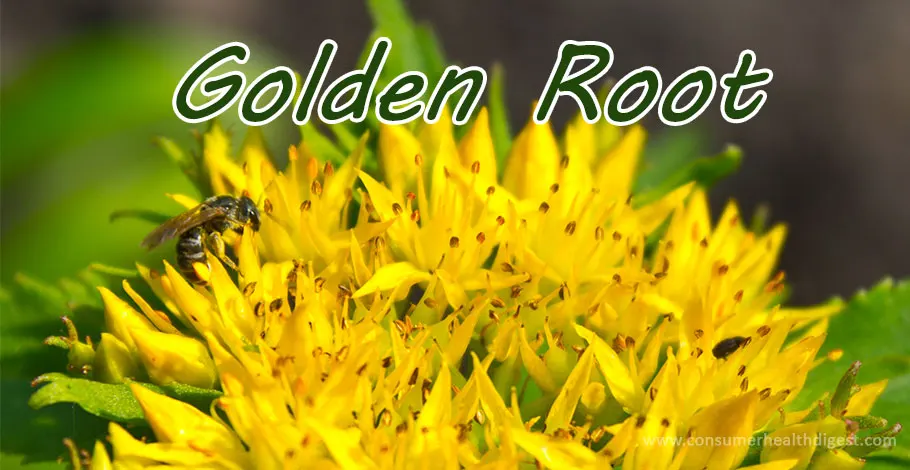 Was sind die Vorteile und Nebenwirkungen von Golden Root?