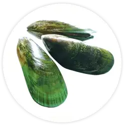 Moule à lèvres vertes Moule à lèvres vertes