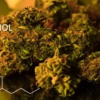 health benefits of cbd