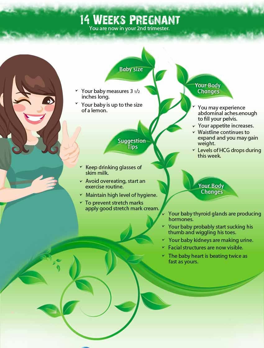 14 Weeks Pregnant