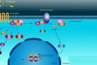Histamine Water Retention: Facts, Causes and Treatments
