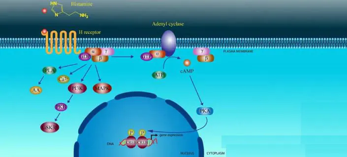 Histamine Water Retention: Facts, Causes and Treatments