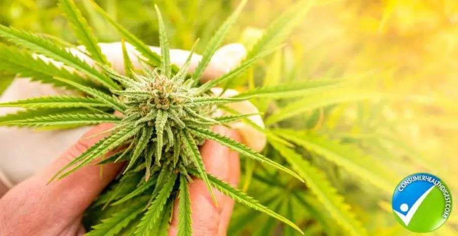 History Of Cannabidiol